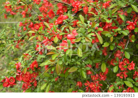 鮮紅的日本木瓜花 鮮紅的日本木瓜花 139193913