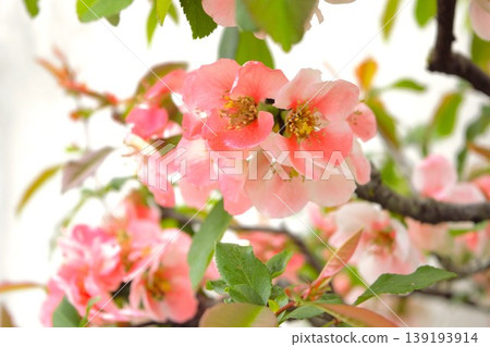 粉紅色木瓜花的特寫 139193914
