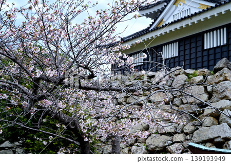Hamamatsu Castle castle tower Hamamatsu Castle castle tower 139193949