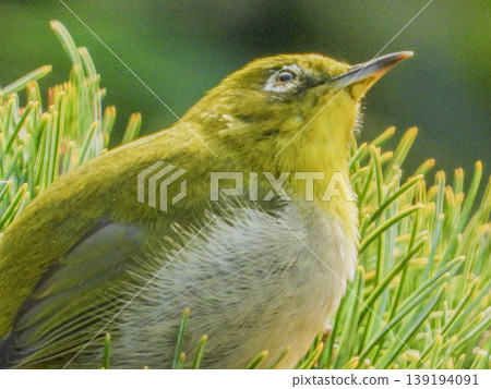 花園訪客:日本繡眼鳥肖像。 花園訪客:日本繡眼鳥肖像。 139194091