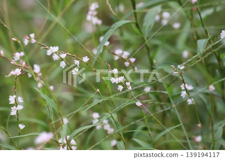 蓼科植物尖葉蓼(Polygonum cuspidatum)的白色花朵。 蓼科植物尖葉蓼(Polygonum cuspidatum)的白色花朵。 139194117