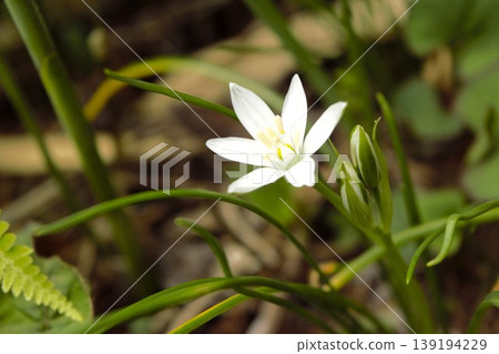 White, star-shaped flowers of Ornithogalum 139194229