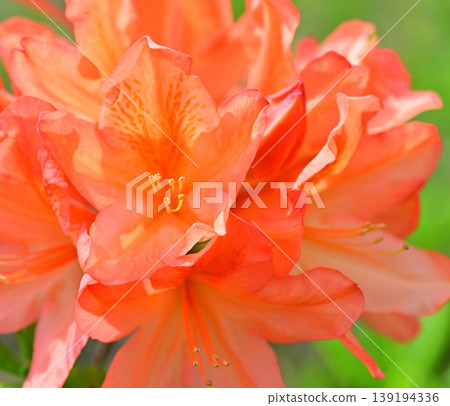 春天來了：八色之森公園的橘色杜鵑花 139194336