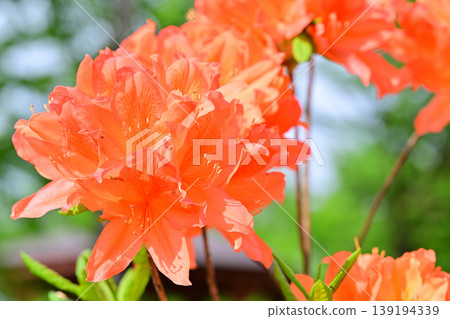 春天來了：八色之森公園的橘色杜鵑花 139194339