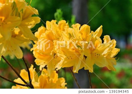 春天來了:八色之森公園的黃色杜鵑花 春天來了:八色之森公園的黃色杜鵑花 139194345