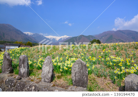 【高禪寺街上的水仙花】石像、水仙花和中央阿爾卑斯山【駒金市】 139194470