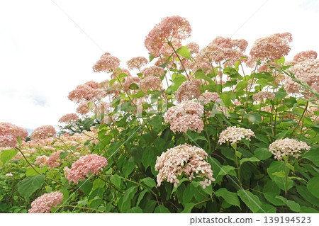 Pink hydrangea Pink hydrangea 139194523