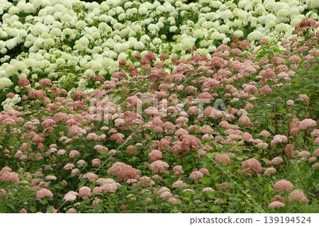 Hydrangea Hydrangea 139194524