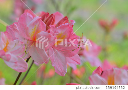 The arrival of spring: Colorful rhododendrons at Hachiiro no Mori Park 139194532