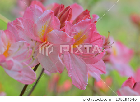 The arrival of spring: Colorful rhododendrons at Hachiiro no Mori Park The arrival of spring: Colorful rhododendrons at Hachiiro no Mori Park 139194540