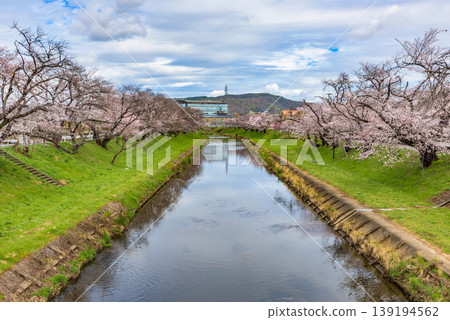 新京川堤岸和百十郎櫻花盛開(岐阜縣阪神原市)-日本百大賞櫻勝地之一 新京川堤岸和百十郎櫻花盛開(岐阜縣阪神原市)-日本百大賞櫻勝地之一 139194562