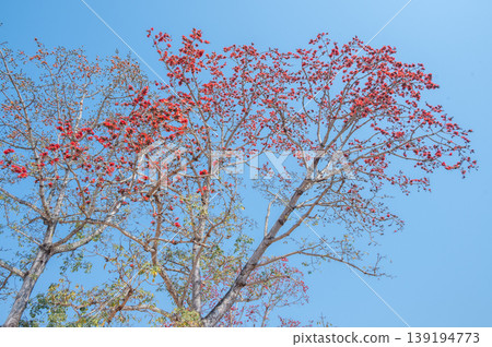 The large Bombax ceiba tree (or silk cotton tree) with flower blooming. The large Bombax ceiba tree (or silk cotton tree) with flower blooming. 139194773
