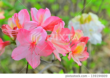 春天來了:八色之森公園的五彩杜鵑花 春天來了:八色之森公園的五彩杜鵑花 139194809