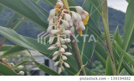 沖繩薑花的花蕾和花朵預示著初夏的到來。 139194882