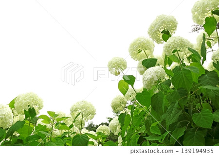 Hydrangea Hydrangea 139194935