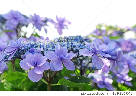 Hydrangea Hydrangea 139195045