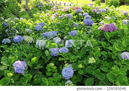Hydrangea 139195046