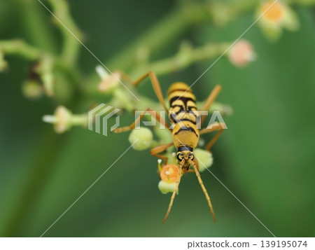 The four-striped longhorn beetle, said to mimic a bee, is seen on a flower of the Japanese knotweed. 139195074