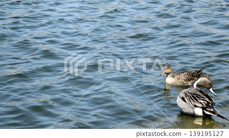 A pair of Northern Pintails relaxing in a pond. 139195127