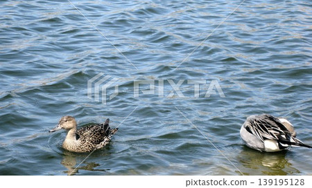 A pair of Northern Pintails relaxing in a pond. 139195128