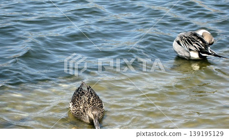 A pair of Northern Pintails relaxing in a pond. 139195129