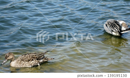 A pair of Northern Pintails relaxing in a pond. 139195130
