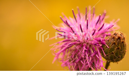 Floral background. Purple thorny thistle flower. Closeup. Nature. Floral background. Purple thorny thistle flower. Closeup. Nature. 139195267