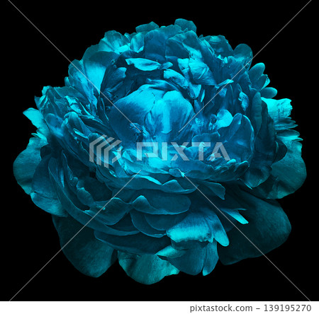 peony flower on black isolated background with clipping path. Closeup. For design. Nature. peony flower on black isolated background with clipping path. Closeup. For design. Nature. 139195270