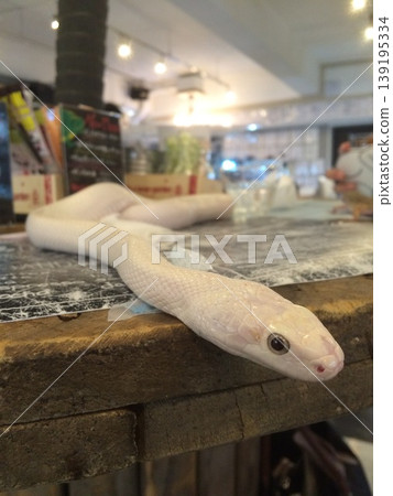 Close-up of a white snake, a symbol of good fortune (reptile) Close-up of a white snake, a symbol of good fortune (reptile) 139195334