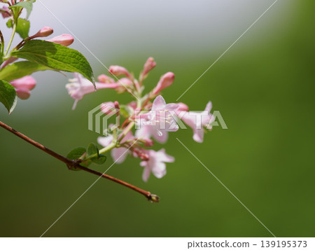 Weigela with its beautiful crimson flowers 139195373