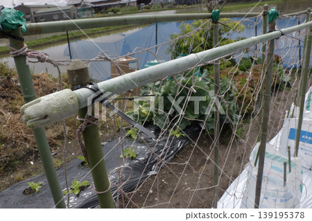 Cucumber field using white mulch as a measure against extreme heat. 139195378