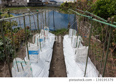 黃瓜田採用白色地膜覆蓋以抵禦極端高溫。 139195379