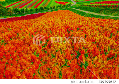 Red Carpet Red Carpet 139195612