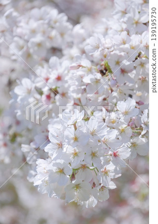 Spring light and cherry blossoms Spring light and cherry blossoms 139195730