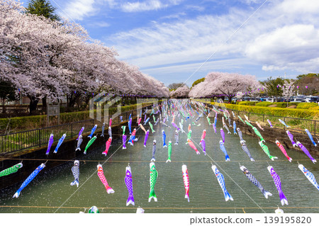 鯉魚飄帶在春風中游泳 鯉魚飄帶在春風中游泳 139195820