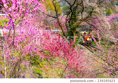 A trolley train runs through a tunnel of flowering peach trees. A trolley train runs through a tunnel of flowering peach trees. 139195823