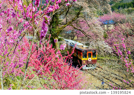 和志號列車穿過桃花村。 和志號列車穿過桃花村。 139195824