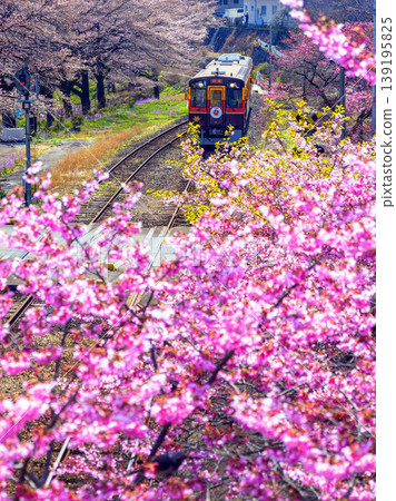 Kawazu cherry blossoms and the Watarase Keikoku Railway (vertical view) Kawazu cherry blossoms and the Watarase Keikoku Railway (vertical view) 139195825