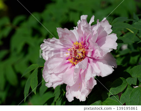 Beautiful pink peony flowers Beautiful pink peony flowers 139195861