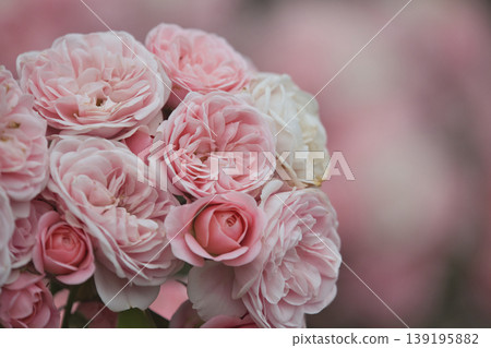 Pink rose bouquet 139195882