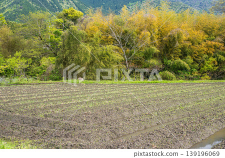 滋賀縣大津市八屋的梯田 滋賀縣大津市八屋的梯田 139196069