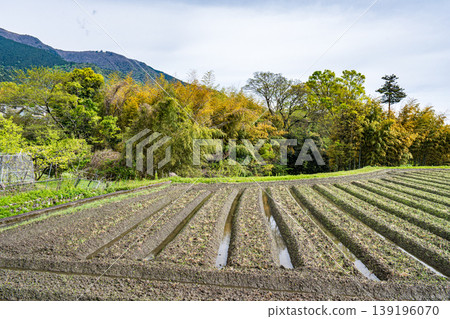 Terraced rice fields of Hachiyado, Otsu City, Shiga Prefecture Terraced rice fields of Hachiyado, Otsu City, Shiga Prefecture 139196070