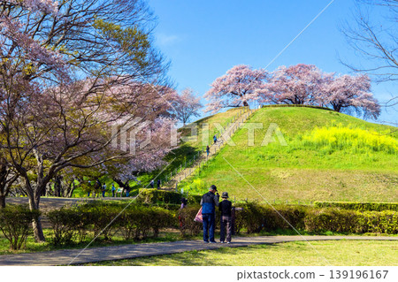 Cherry blossom trees in full bloom and ancient burial mounds Cherry blossom trees in full bloom and ancient burial mounds 139196167