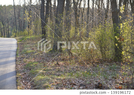 An asphalt road in a park against the backdrop of a sunlit spring forest. 139196172