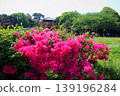 北九州市綜合農業中心：杜鵑花與觀景台特寫 139196284