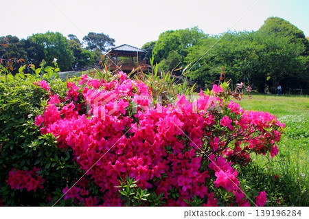 Kitakyushu City General Agricultural Center: Close-up of azaleas and observation deck Kitakyushu City General Agricultural Center: Close-up of azaleas and observation deck 139196284