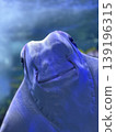 Smiling stingray 139196315