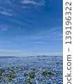 Nemophila hill in full bloom 139196322