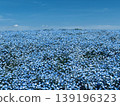 Nemophila hill in full bloom 139196323