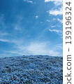Nemophila hill in full bloom 139196324